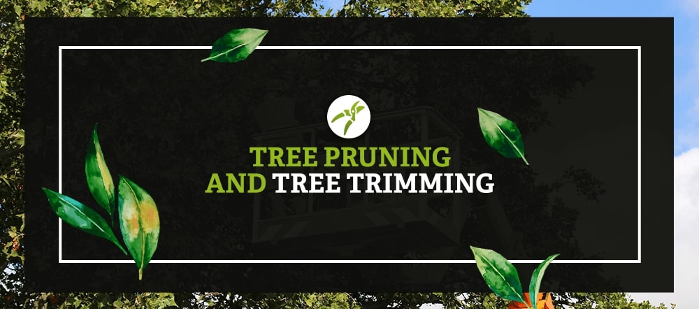 Tree Pruning and Tree Trimming Header Image