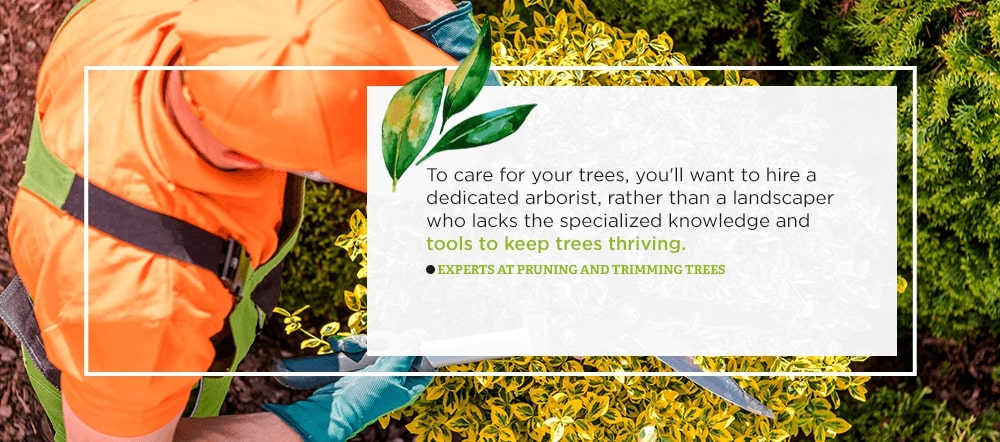 Hire a knowledgable, dedicated arborist, rather than a landscaper to take care of your trees