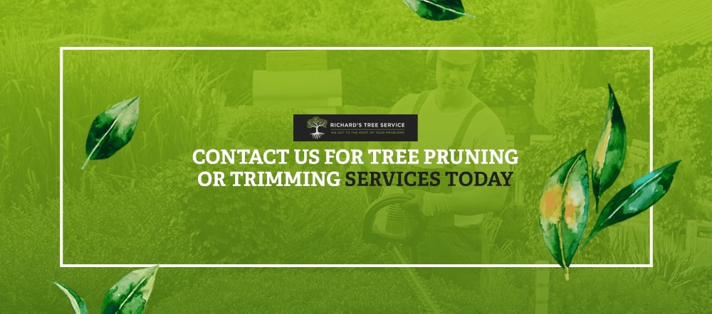 Contact us for tree pruning or tree trimming services today
