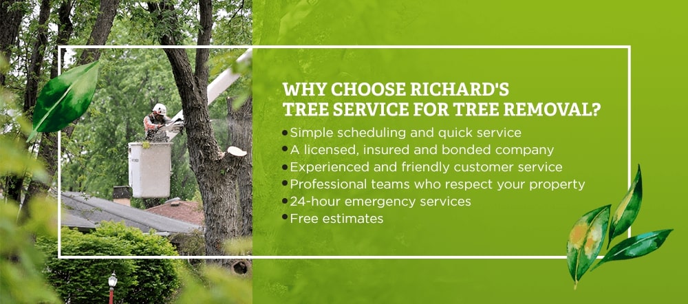 Reasons to choose Richard's Tree Service for tree removal