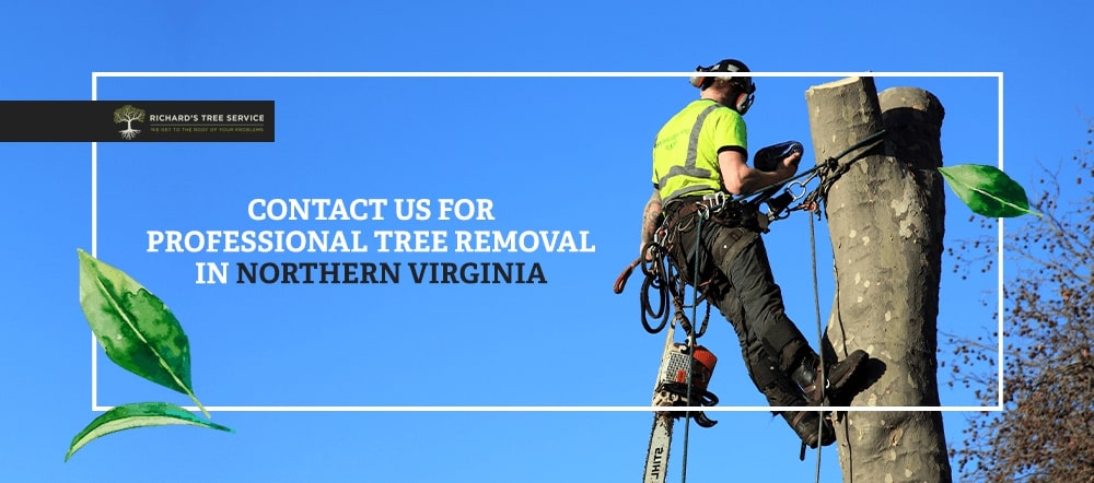 Contact us for professional tree removal in Northern Virginia