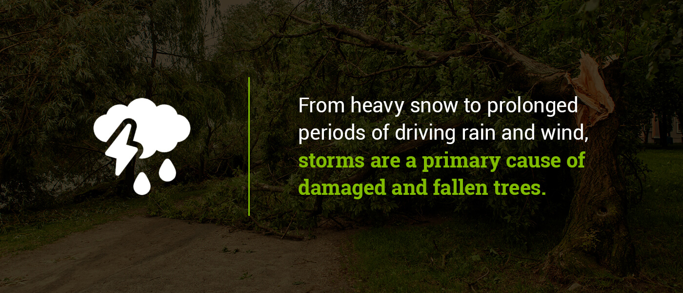 Storms are a primary cause of damaged and fallen trees
