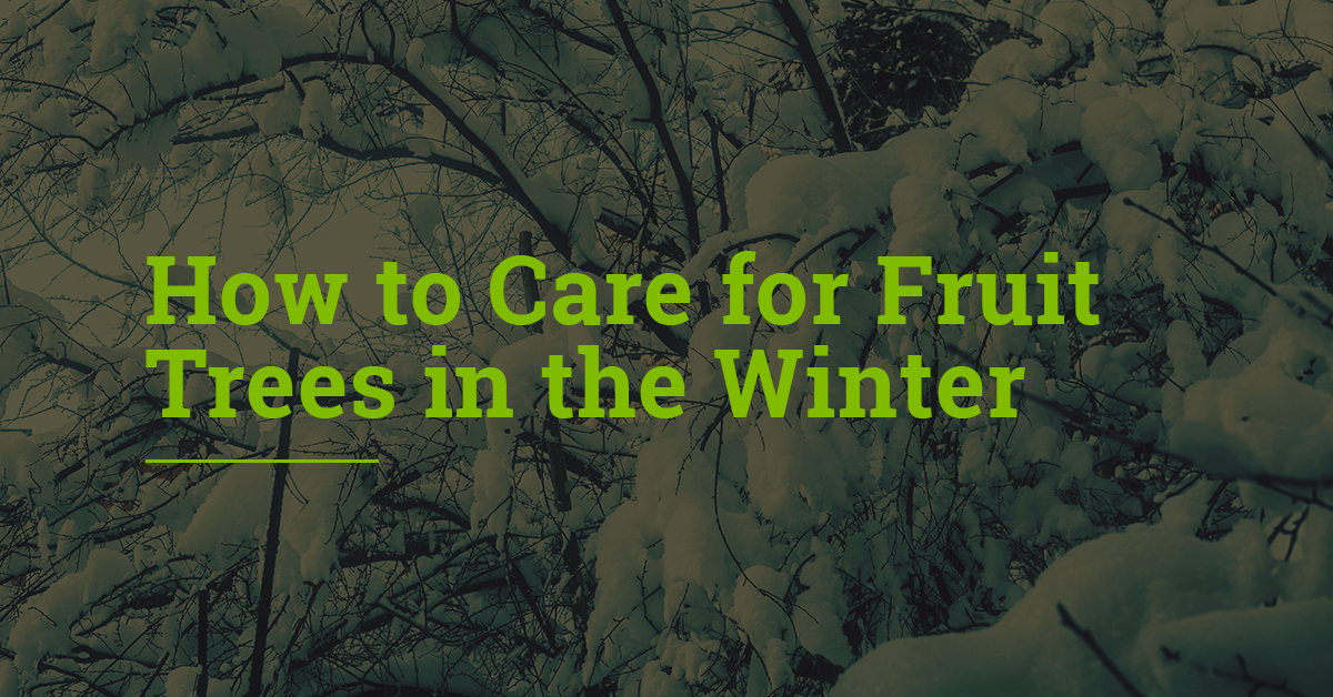 How to Care for Fruit Trees in the Winter