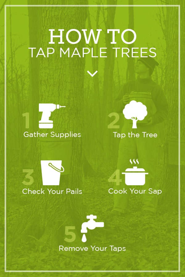 How to Tap a Maple Tree in 5 Steps Tapping Maple Trees