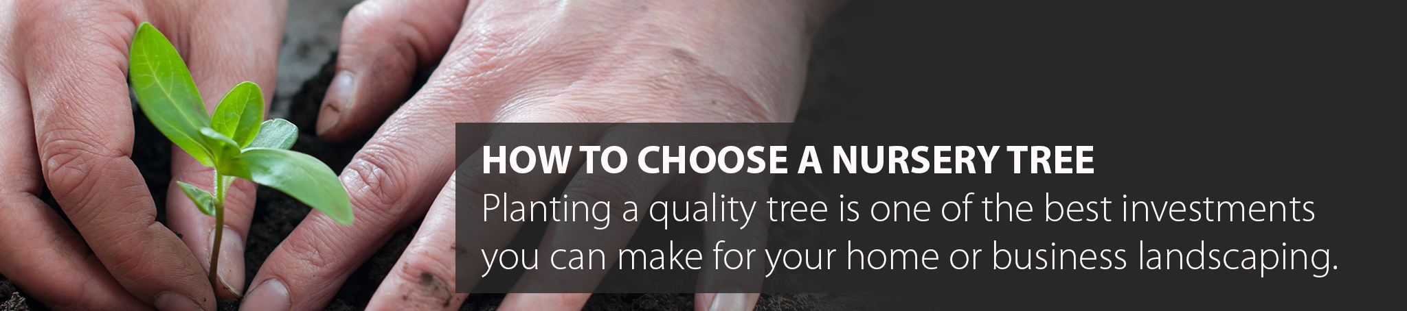choosing a tree from a nursery
