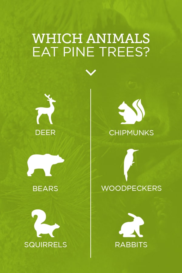 Which Animals Eat Pine Trees