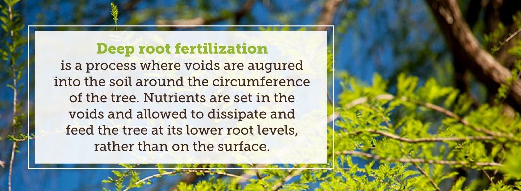 deep root fertilization services va