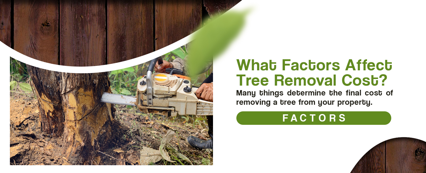 What Factors Affect Tree Removal Costs
