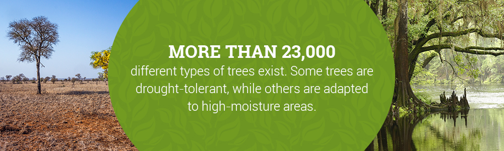 More Than 23,000 Types of Trees