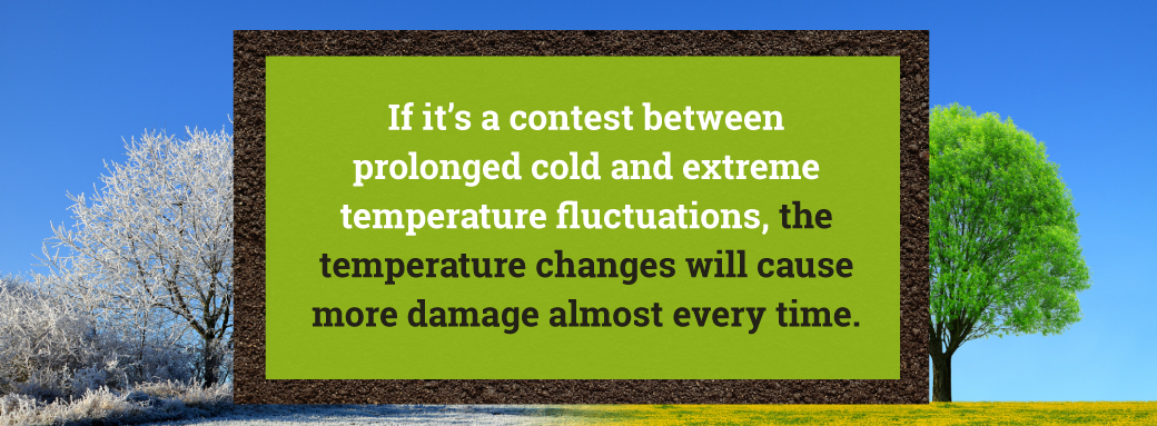 winter tree damage from temperature