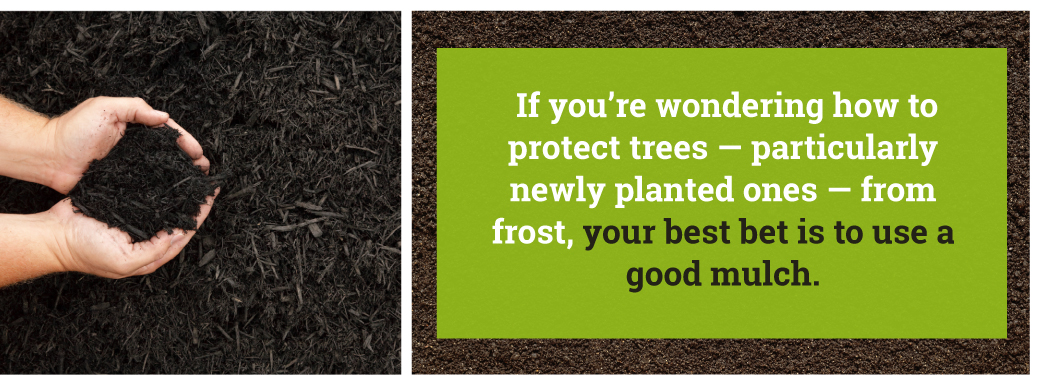 mulch prevents winter tree damage