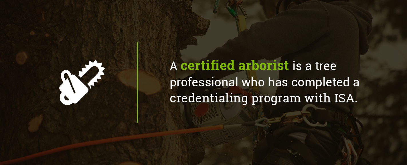 What Is a Certified Arborist?