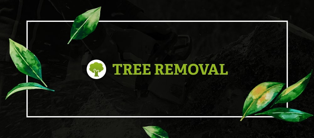 Tree Removal Header Image