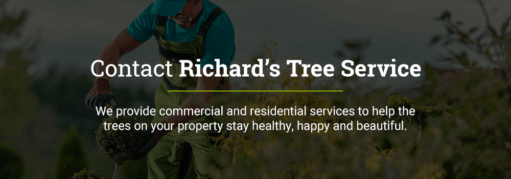 Contact Richard’s Tree Services for quality tree services
