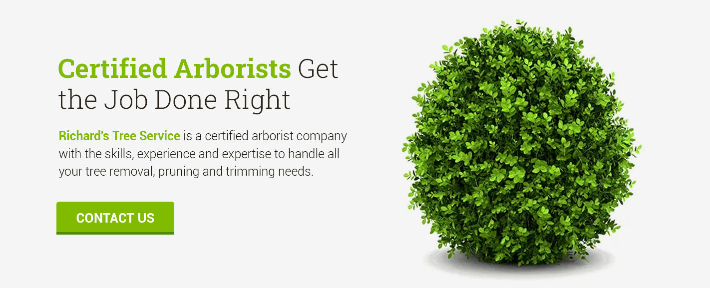 Certified arborists, Richard's Tree Service, get the job done right.