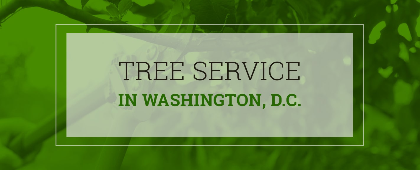 Tree Service in Washington DC