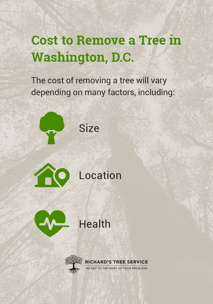 Cost to Remove a Tree in DC