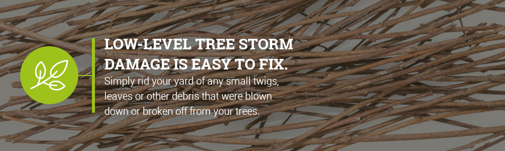 Low-Level Tree Storm Damage is Easy to Fix