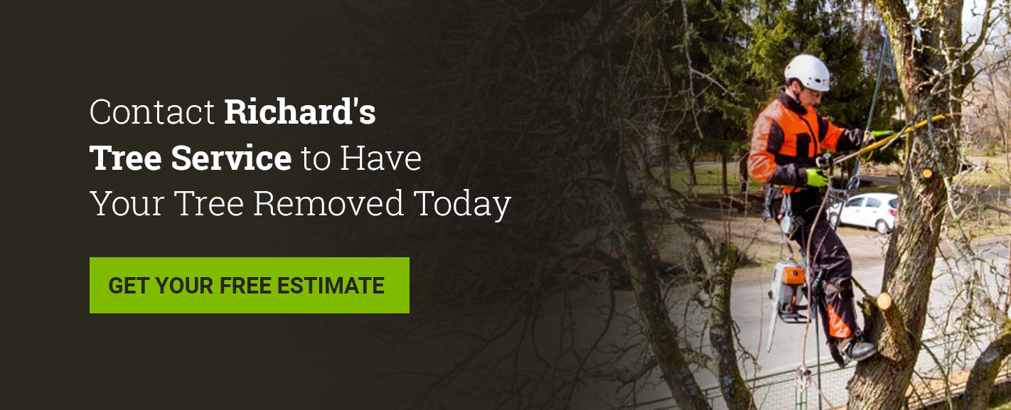 Contact Richard’s Tree Services to have your tree removed