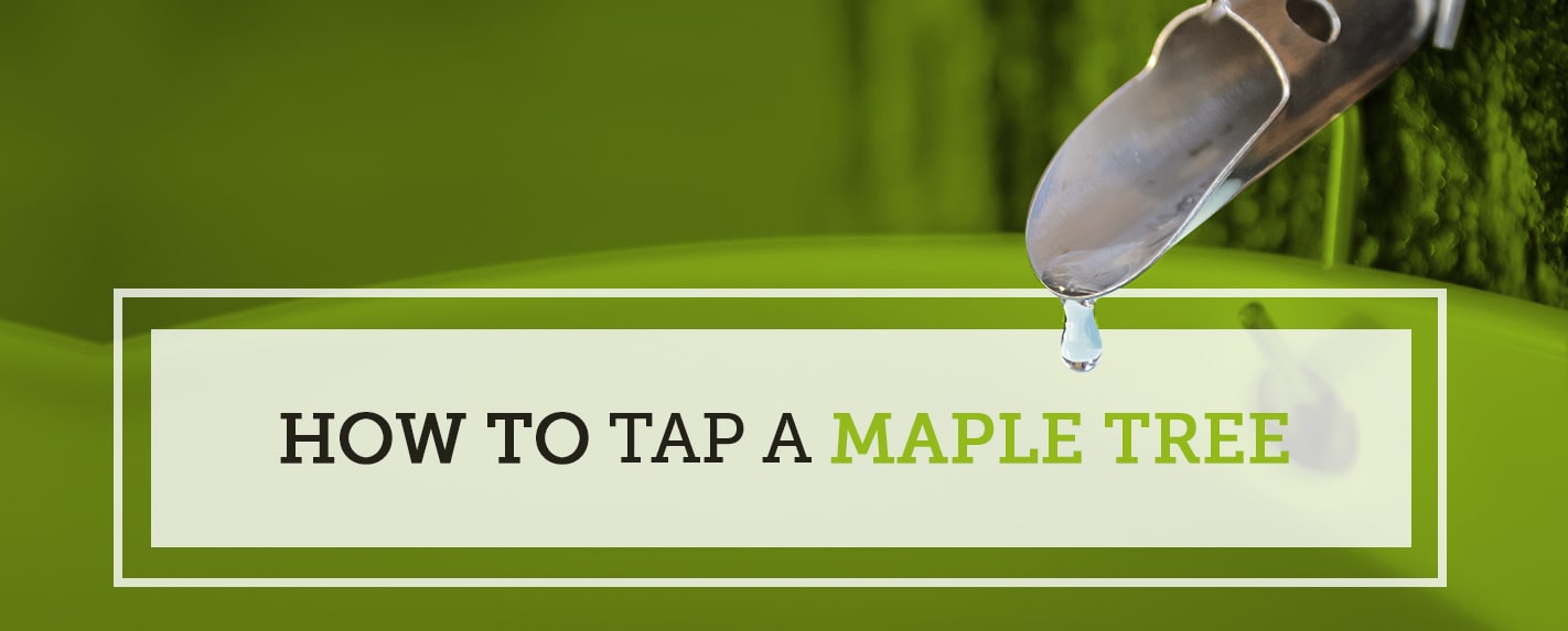 How to Tap a Maple Tree