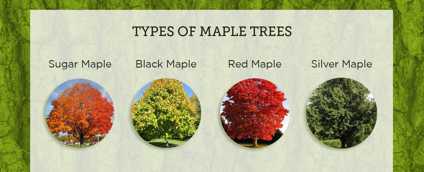 are there different types of maple trees