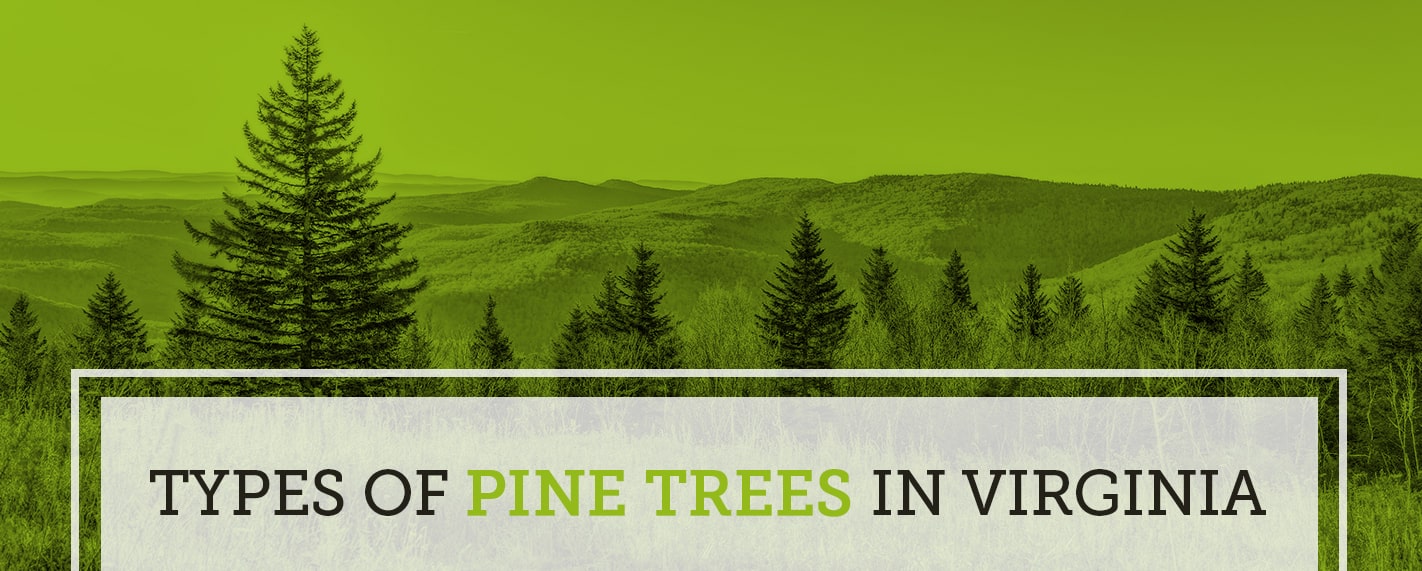 What Types Of Pine Trees Grow In Virgina Va Pine Trees