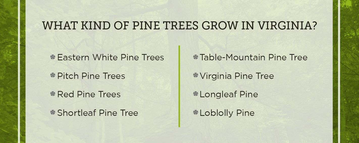 Pine Trees in Virginia