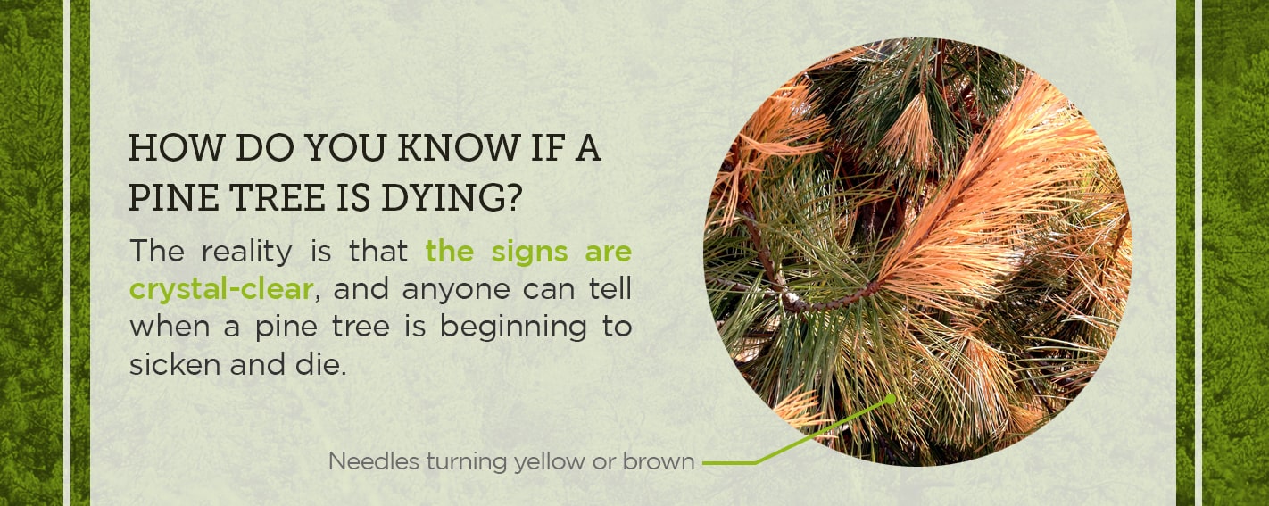 How Do You Know if a Pine Tree is Dying