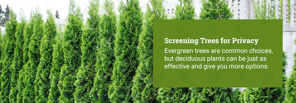Evergreen and deciduous trees are effective screening trees for privacy