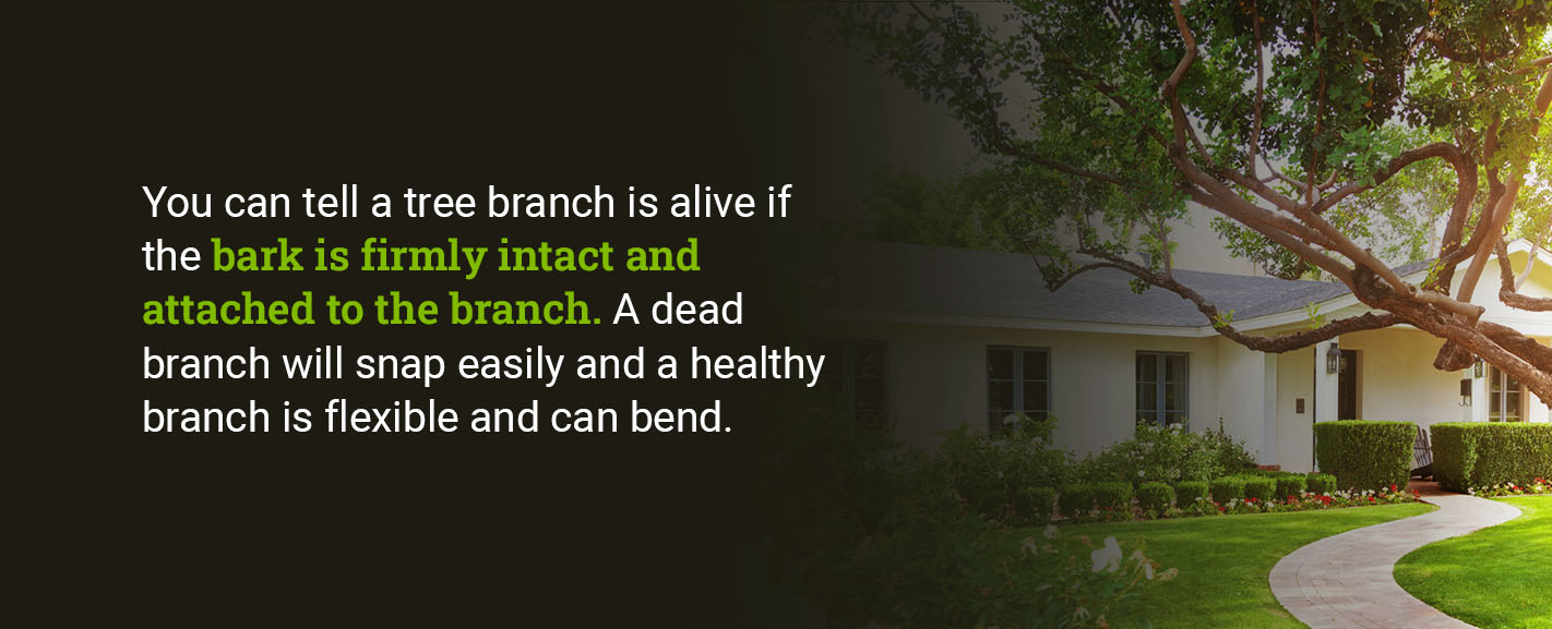 A dead branch will snap easily and a healthy branch is flexible and can bend.