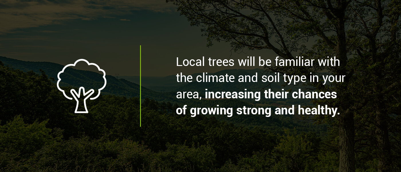 Local trees will be familiar with the climate and soil type in your area, increasing their chances of growing strong and healthy.